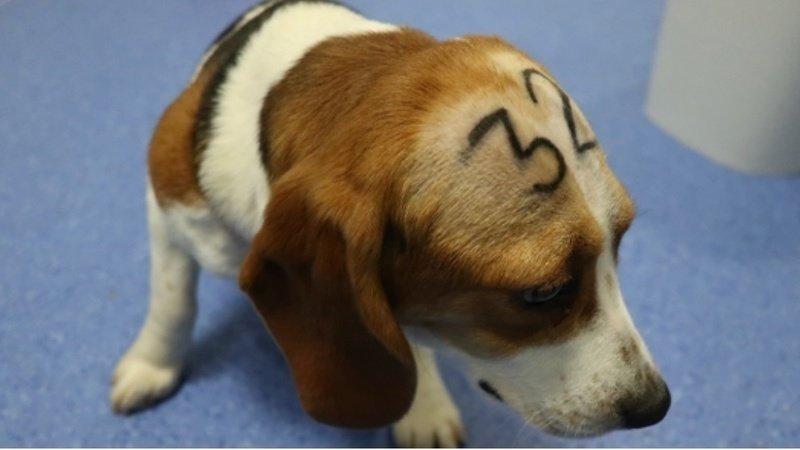 30 cachorros beagle
